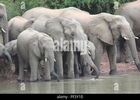 Afrikanische Elefantenfamilie trinkt, Limpopo Südafrika Stockfoto