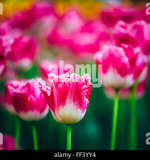 Weiße und rosa Blüten Tulpen im Frühling Garten Blumenbeet Stockfoto