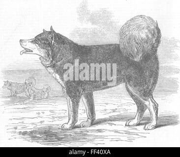 DOGS Daddy, HMS Enterprise, Eskimo dog(Franklin) 1856. Illustrierte London News Stockfoto