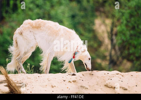 White Russian Wolfhound Hund, Barsoi, Jagdhund, Windhund im Frühjahr-Sommer-Wald. Diese Hunde sind spezialisiert bei der Verfolgung der Beute, ke Stockfoto