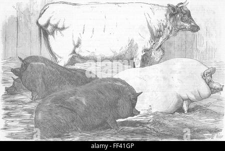 Tiere schwarze Schweine; Weiße kurze-Horn Kuh; Schwein 1854. Illustrierte London News Stockfoto