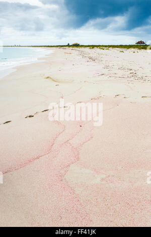 Rosa Sand am Strand auf der Süd Küste von Barbuda, Antigua und Barbuda, West Indies mit einem stürmischen grauen Himmel und Wolken Stockfoto