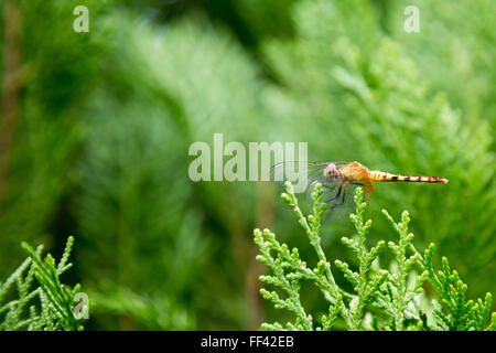 Asuncion, Paraguay. 10.. Februar 2016. An diesem bewölkten Tag in Asuncion, Paraguay, befindet sich eine wilde weibliche Drachenschwanzdragonette (Erythrodiplax umbrata) auf einem Thuja-Blatt. Kredit: Andre M. Chang/Alamy Live News Stockfoto