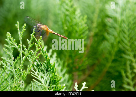 Asuncion, Paraguay. 10.. Februar 2016. An diesem bewölkten Tag in Asuncion, Paraguay, befindet sich eine wilde weibliche Drachenschwanzdragonette (Erythrodiplax umbrata) auf einem Thuja-Blatt. Kredit: Andre M. Chang/Alamy Live News Stockfoto