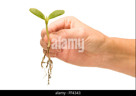 Hand hält Babypflanze mit Wurzeln Stockfoto