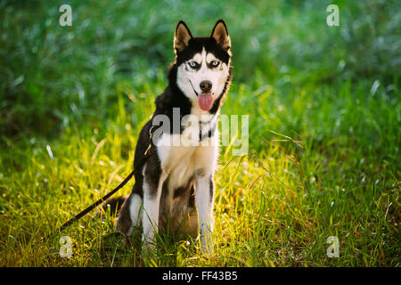 Glückliche Husky Eskimo Junghund im frischen grünen Rasen im Freien sitzen. Sommer oder Frühling Stockfoto