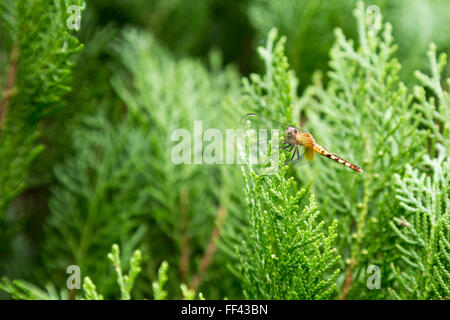 Asuncion, Paraguay. 10.. Februar 2016. An diesem bewölkten Tag in Asuncion, Paraguay, befindet sich eine wilde weibliche Drachenschwanzdragonette (Erythrodiplax umbrata) auf einem Thuja-Blatt. Kredit: Andre M. Chang/Alamy Live News Stockfoto