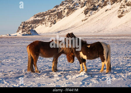 Zwei Islandpferde mit Schnee Berge in Island im Januar Stockfoto