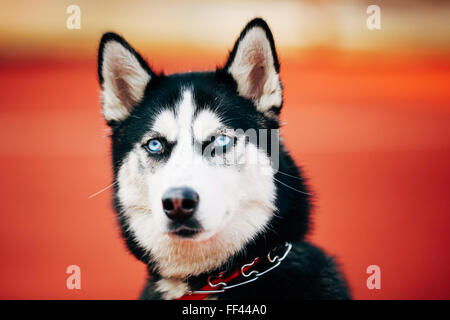 Leiter des jungen Husky Welpen Hund auf orangem Hintergrund hautnah Stockfoto