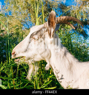 Ziege Essen Kamillen auf der grünen Wiese. Porträt einer jungen weiße gehörnte Ziege auf einem Hintergrund von grünem Rasen. Close-up Stockfoto