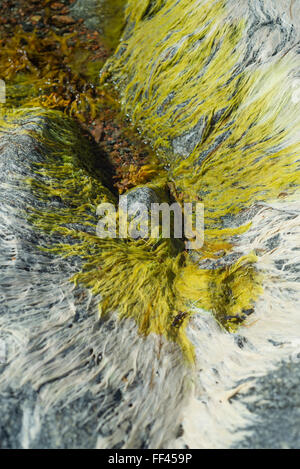 Nahaufnahme der grünen, braunen und weißen Seetang und Algen auf Felsen an der Küste von Yxlan Insel in den Schären Schwedens bei Ebbe an einem Sommertag Stockfoto