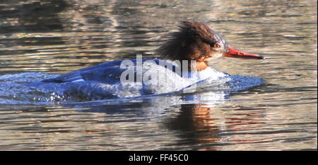 Weiblicher Gänsesäger am Fluss Don Stockfoto