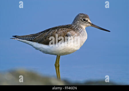 Gemeinsamen Grünschenkel (Tringa Nebularia) auf Nahrungssuche im seichten Wasser Stockfoto