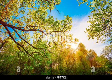 Sonne durch Baldachin von hohen Eichen. Oberen Äste eines Baumes. Sonnenlicht durch grüne Baumkrone im Frühling Stockfoto