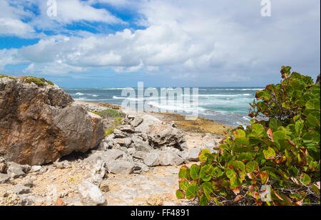 Schöne, zerklüftete Felsküste auf Barbuda, Antigua und Barbuda, Westindien an einem sonnigen Tag mit flauschigen Wolken am blauen Himmel Stockfoto