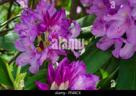 Eine Biene sammelt in voller Blüte Pollen in einer Blüte auf einem Rhodendron-Busch. Stockfoto