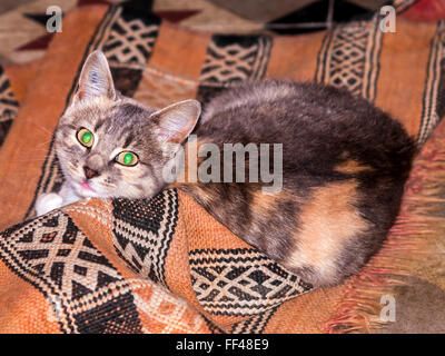 Hauskatze mit Teppich - Frankreich spielen. Stockfoto