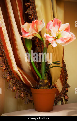 Indoor Blume auf einem Hintergrund von Vorhänge in der Wohnung Stockfoto