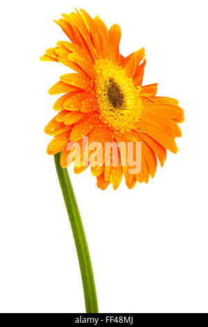 Schöne orange Blume auf einem weißen Hintergrund Stockfoto