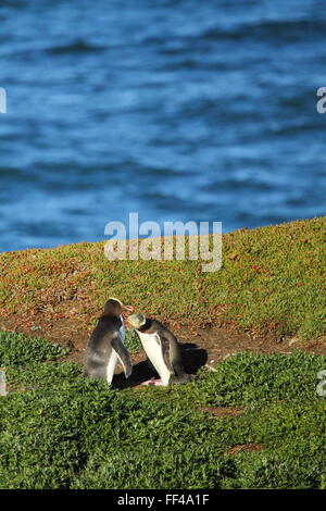 Der vom Aussterben bedrohten Yellow-eyed Penguin (Megadyptes Antipodes) am formaela Point Lighthouse (Moeraki Leuchtturm), Moeraki, Neuseeland. Stockfoto