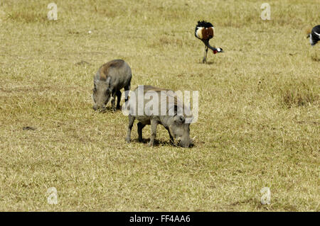 Warzenschwein und schwarz gekrönt Kran im Ngorongoro-Krater Stockfoto