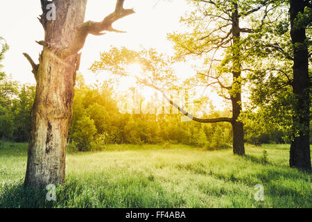 Alte Eiche bei Sonnenuntergang im Sommer sonnigen Wald. Natur grün Holz. Stockfoto