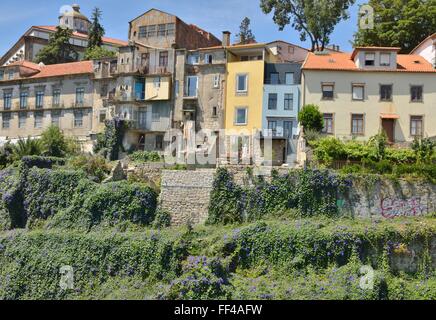 Traditionelle alte Häuser auf einem Hügel von Mauve Wildblumen im historischen Zentrum von Porto, Portugal Stockfoto