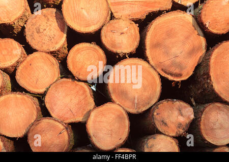 Holz-Stapel Holz Ernte Carmarthenshire Wales Stockfoto