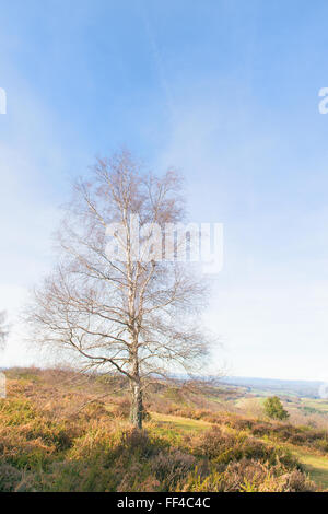 Kahle Baum im Wintersonne am grünen Hügel Stockfoto