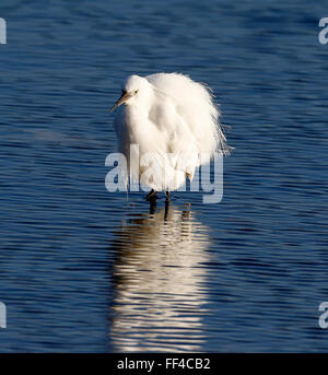 Seidenreiher (Egretta Garzetta) Stockfoto