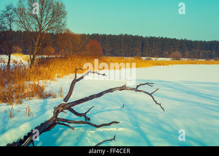 Schneebedecktes Feld mit umgestürzten Baum trocken Stockfoto