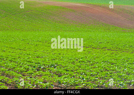 Anbau Feld. Cuenca Provinz, Castilla La Mancha, Spanien. Stockfoto