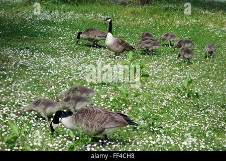 Kanadagans (Branta Canadensis) und Gänsel Stockfoto