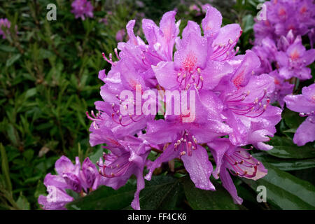 Close up ein Rhododendron bedeckt mit Regentropfen Stockfoto