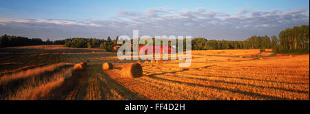 Panoramafotos von Abendlicht über Feld der geschnitten und gerollt Heu in der Nähe von Flens in Schweden Stockfoto