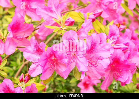 Viele Blüten des Rhododendron Azalea nach Regen. Stockfoto