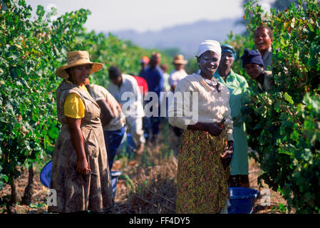 Weinlese in den Weinbergen von Stellenbosch, einer Stadt in der Provinz Westkap in Südafrika Stockfoto