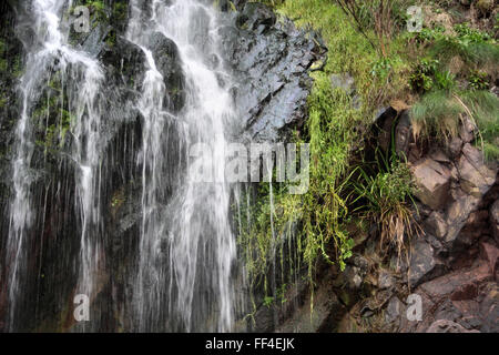 Wasserfall in Felswand in Clovelly ein kleines Dorf in der Devon District Torridge Stockfoto
