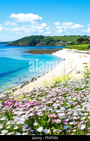 Frühe Sommerblumen Gyllyngvase Beach in Falmouth, Cornwall, UK Stockfoto
