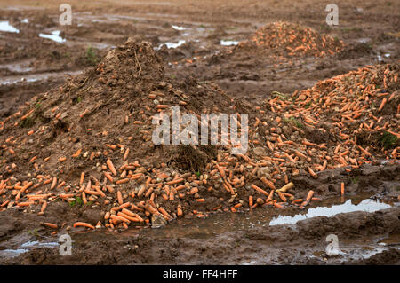 Ausrangierte Möhren um rot im Feld links Stockfoto