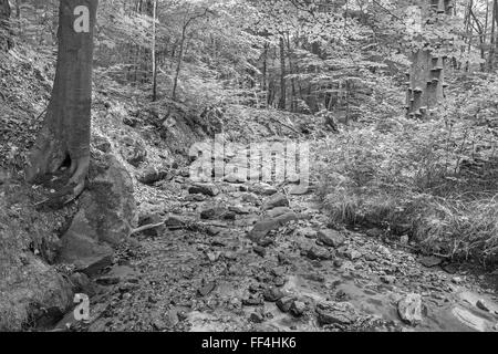 Bach im Wald der kleinen Karpaten Berge - Slowakei Stockfoto