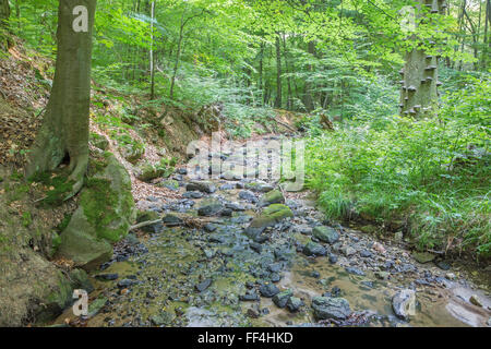 Bach im Wald der kleinen Karpaten Berge - Slowakei Stockfoto