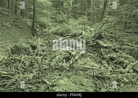 Bach im Wald der kleinen Karpaten Berge - Slowakei Stockfoto