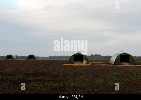 Outdoor-Rasse Schweine, Sutton Heath, Suffolk, UK. Stockfoto