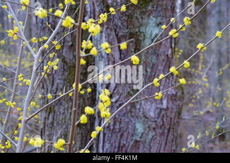 Blühende Cornus Mas (Hartriegel Familie) Zweige Hintergrund. Stockfoto