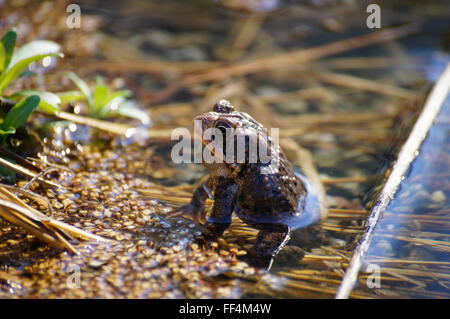 Südlichen Kröte im Wasser sitzen und die Vorbereitung für ein Lockruf. Stockfoto