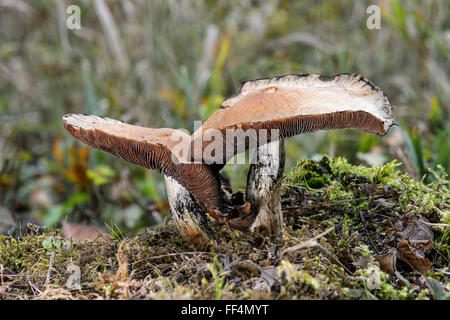 Holz-Bilder (Lepista Nuda), essbar, Kanton Genf, Schweiz Stockfoto