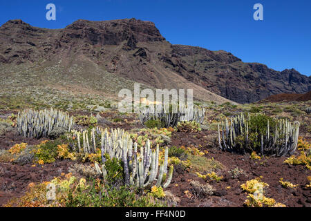 Kanarische Insel Wolfsmilch (Euphorbia Canariensis), Punta de Teno, Teneriffa, Kanarische Inseln, Spanien Stockfoto