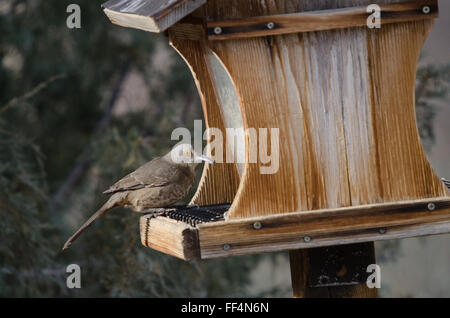 Kurve-billed Thrasher, (Toxostoma Curvirostre), an einem Futterhäuschen.  Rio Grande Nature Center, Albuquerque, New Mexico, USA. Stockfoto