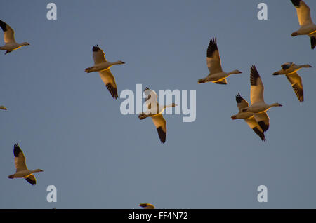 Schneegänse, (Chen Caerulescens), während des Fluges an Ladd S. Gordon Wasservögel Komplex, New Mexico, USA. Stockfoto